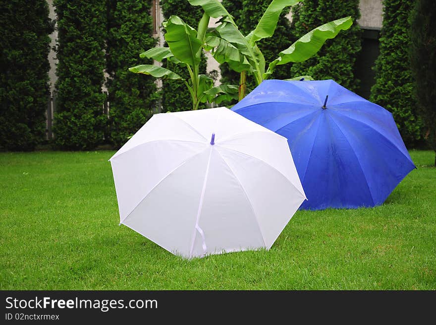 Open white and blue umbrella on the lawn. Open white and blue umbrella on the lawn