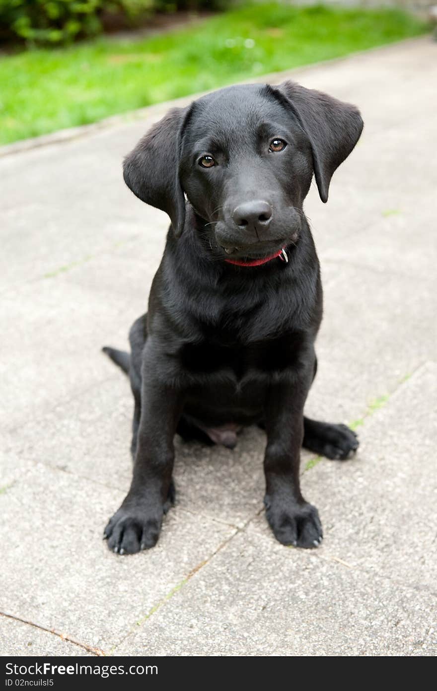 A black retriever puppy, sitting in front of the camera