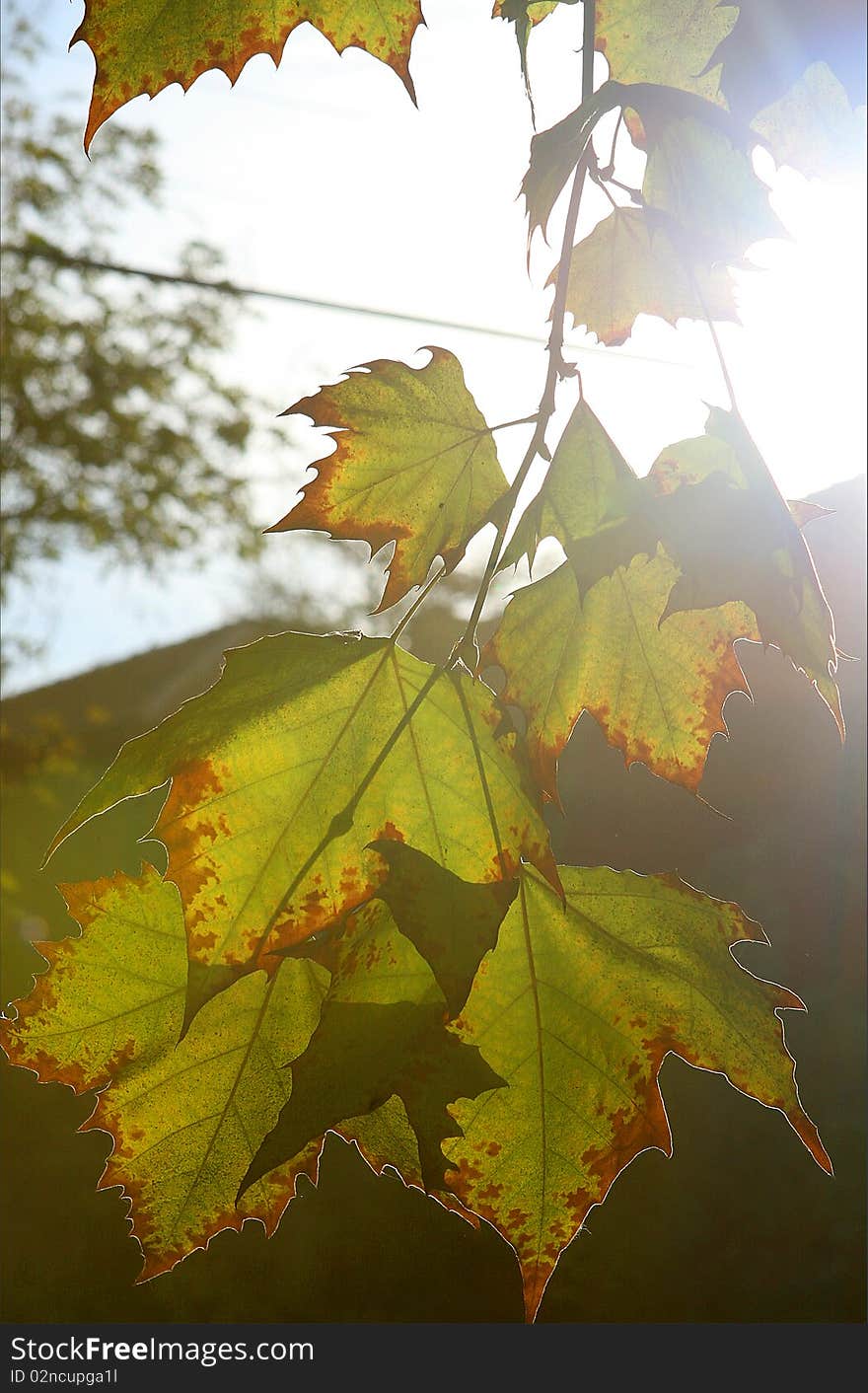 Autumn Leaves And Bright Sun Light