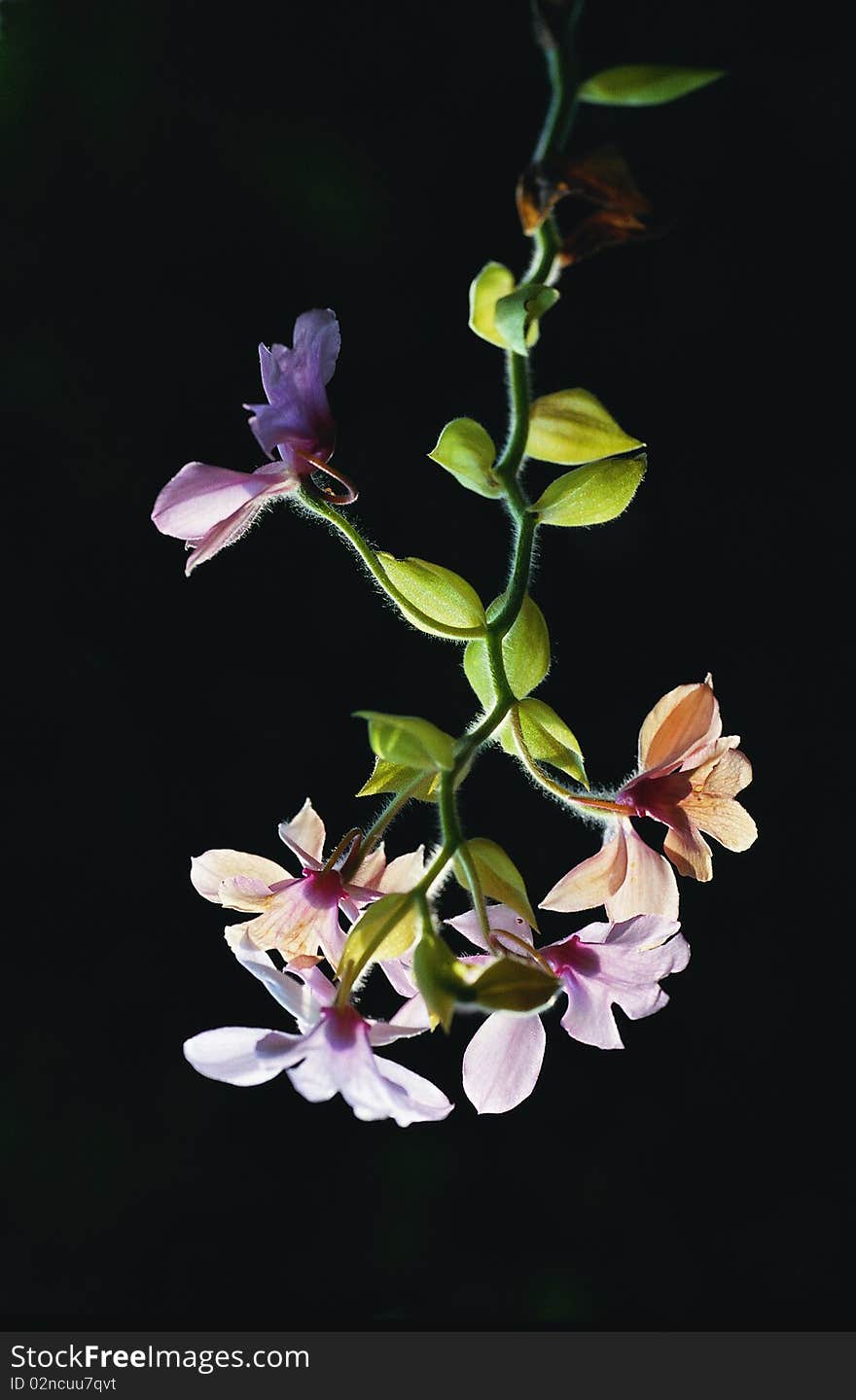 Orchid in forest of Thailand