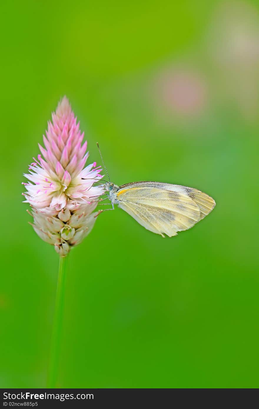 The beautiful butterfly, calmly stays in the grass