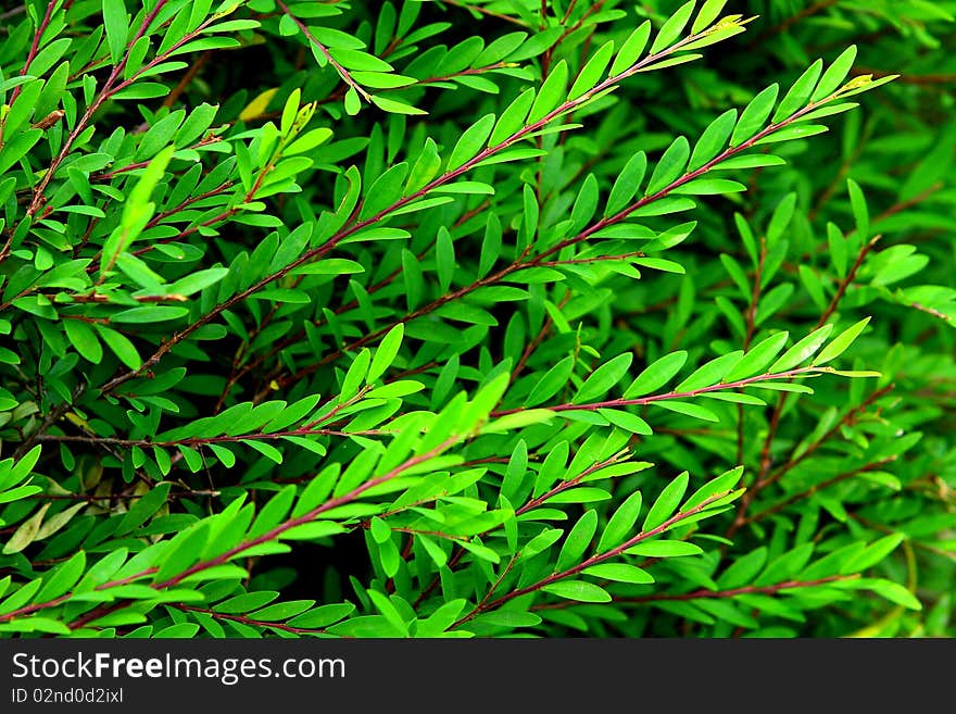 Tropical leaf texture, plant of Thailand