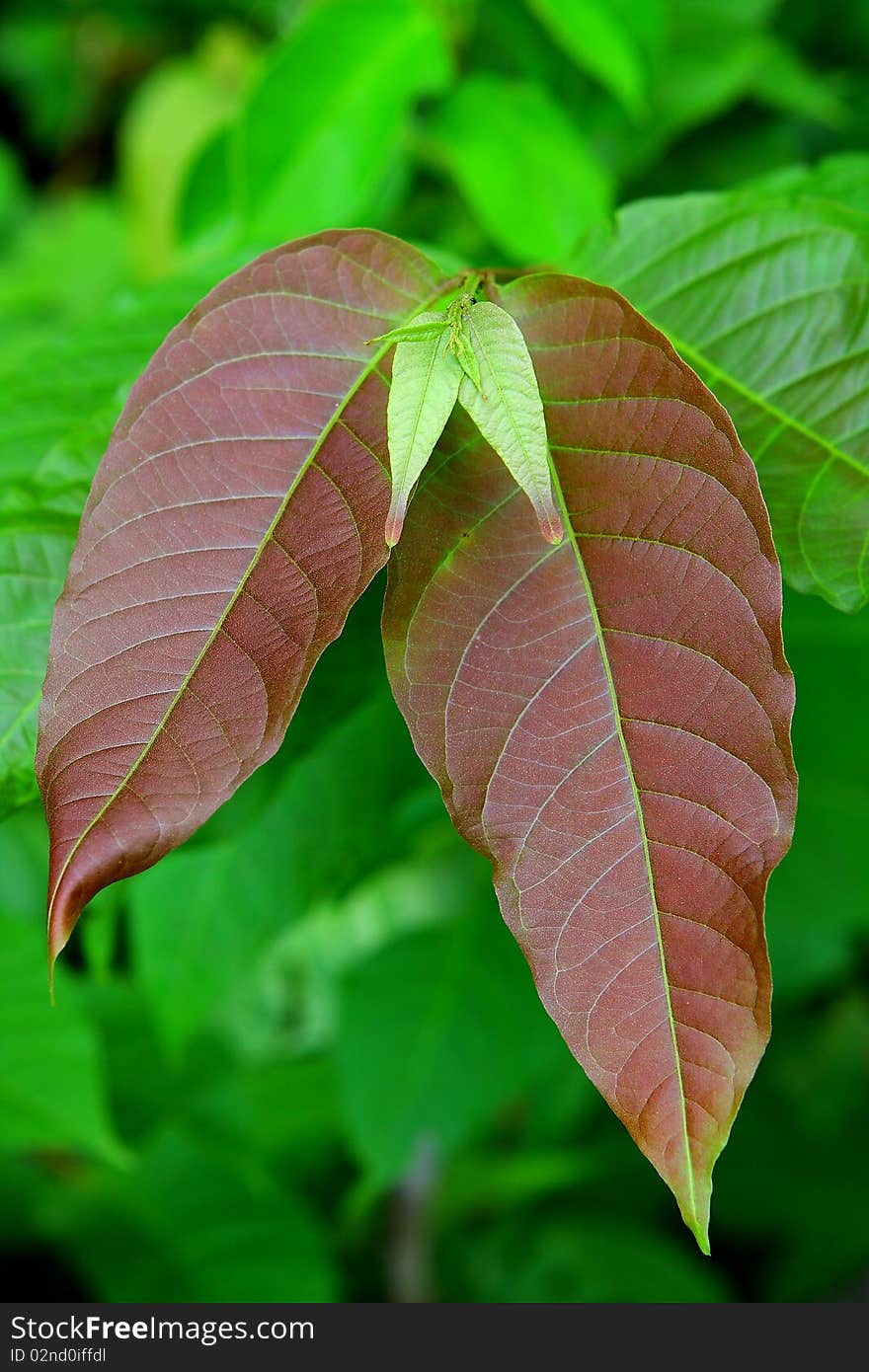 Tropical Leaf Texture