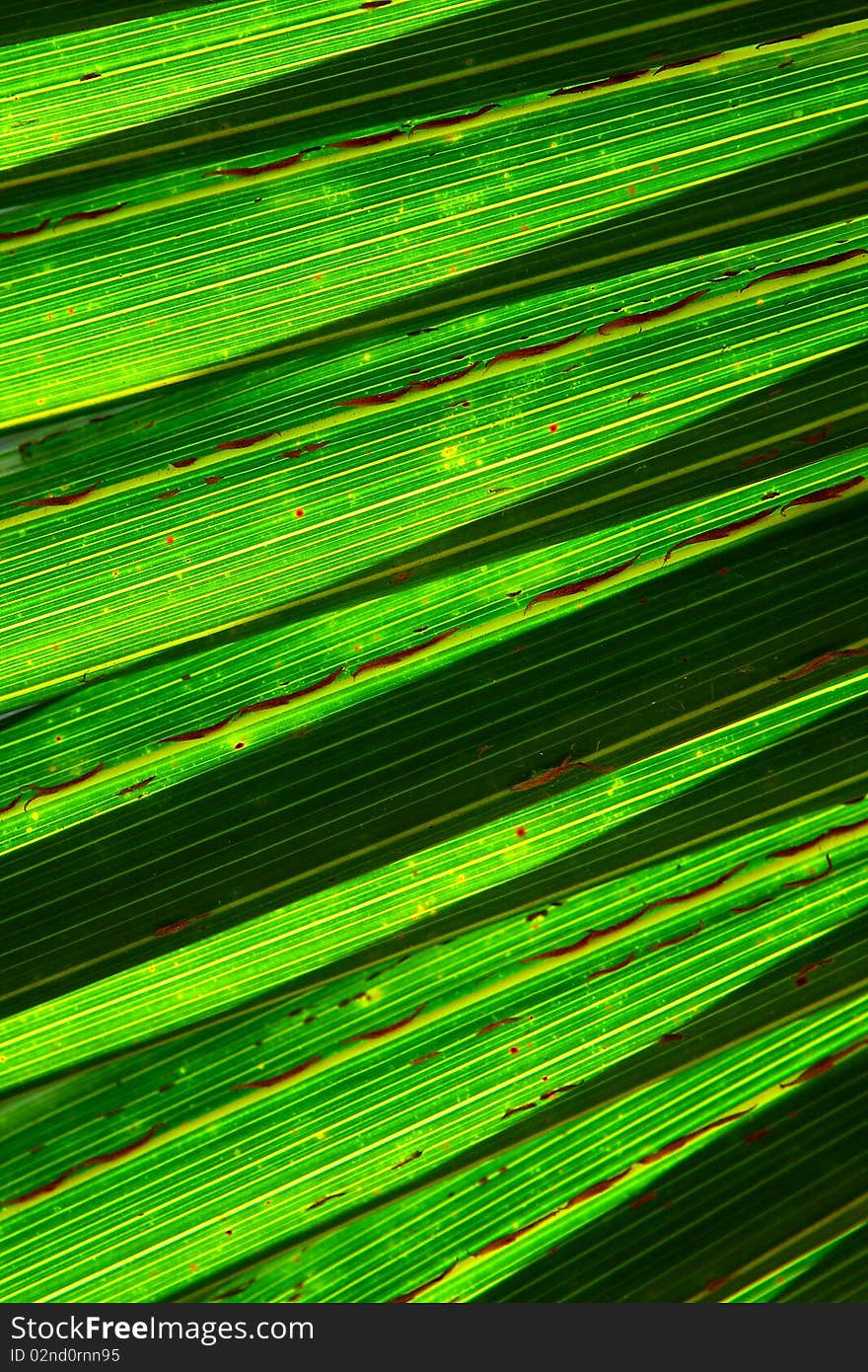 Tropical leaf texture, plant of Thailand