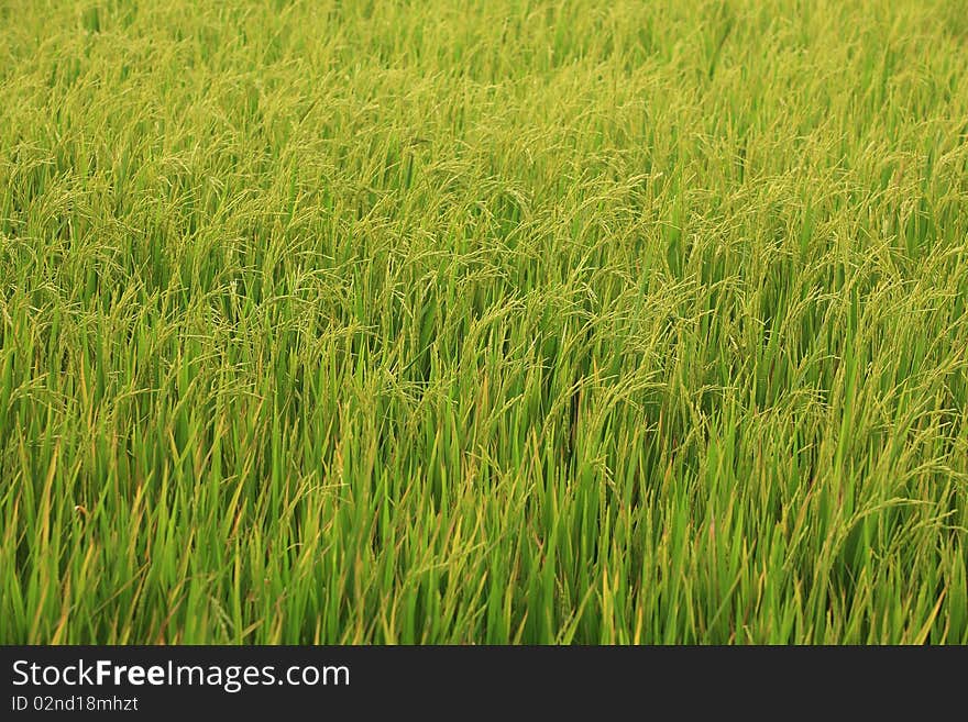 Green rice field