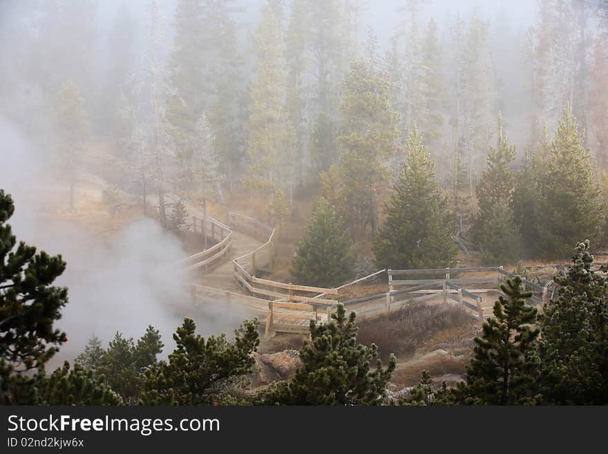 Misty Forest  Yellowstone National Park