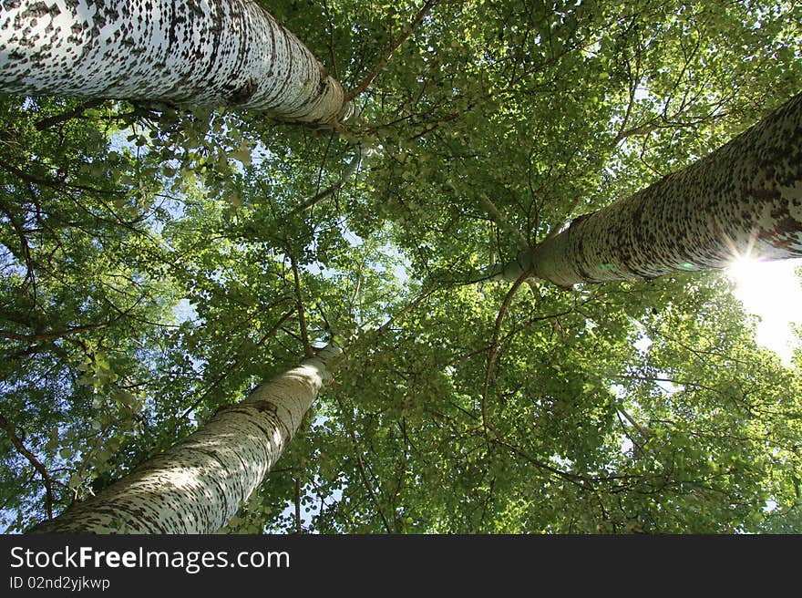 Three Birches