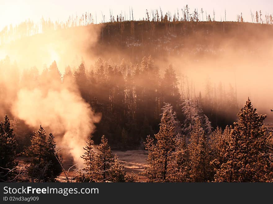 Misty forest with sunrise Yellowstone National Park, Wyoming, United States.