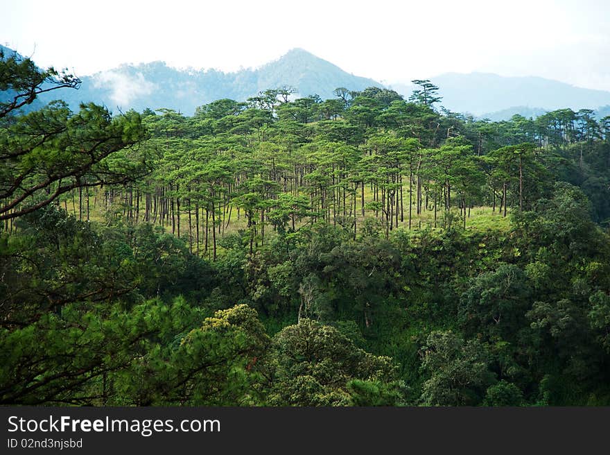 Phu-Soi-Daw in the morning; Audtaradit, Thailand. Phu-Soi-Daw in the morning; Audtaradit, Thailand