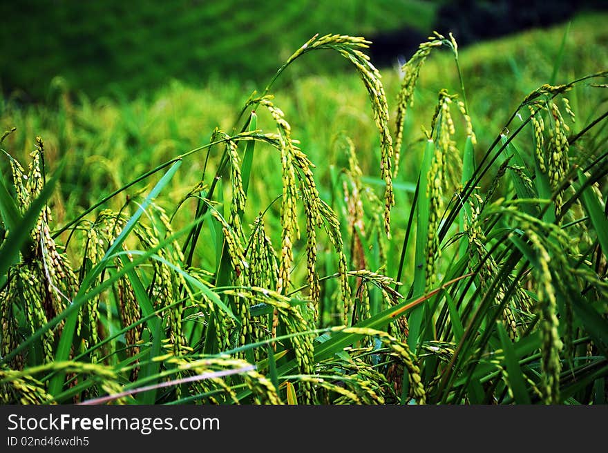 Rice @ Mae Jam ChiengMai Thailand