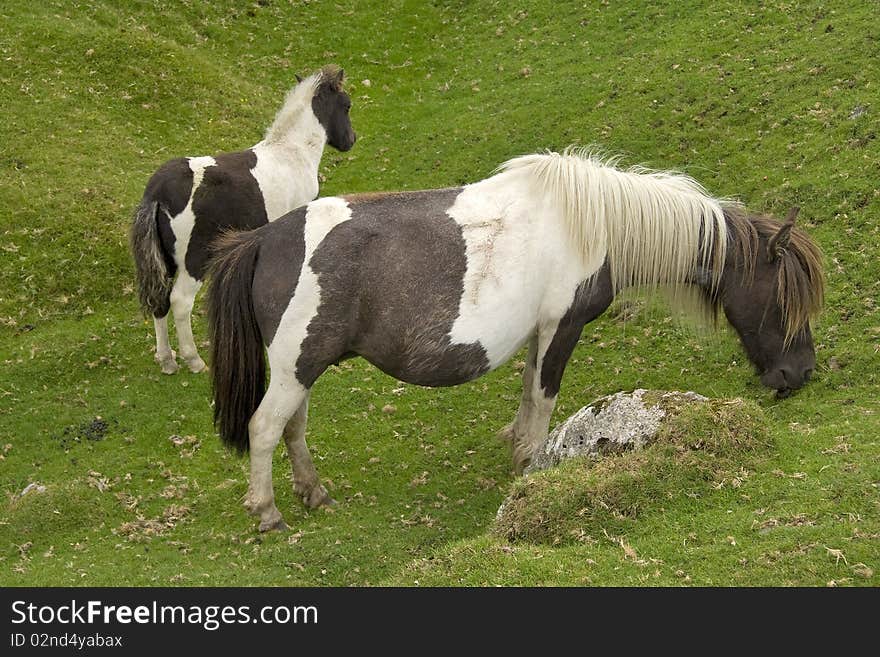 Dartmoor Ponies