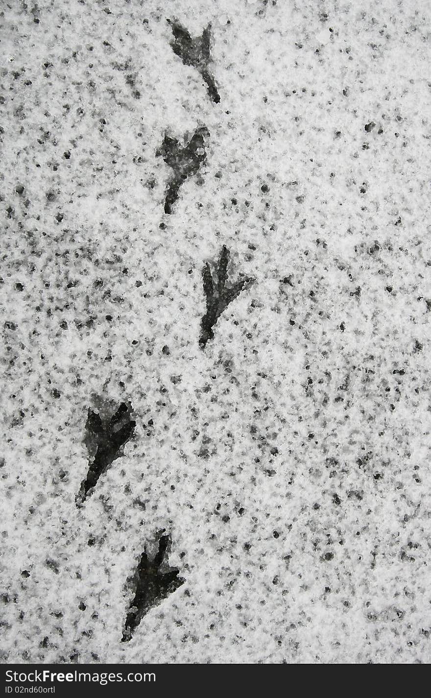 Footprint of bird in snow