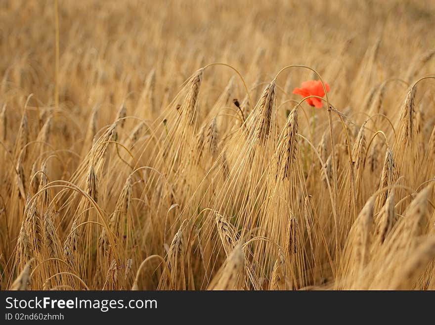 Golden wheat growing in a farm field, closeup on ears