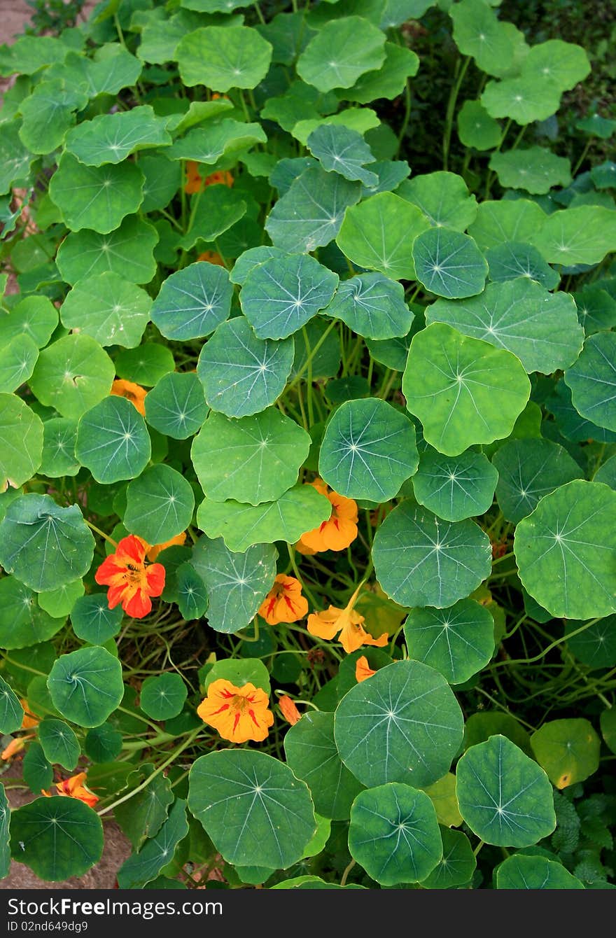 Top view of pennywort plant. Top view of pennywort plant