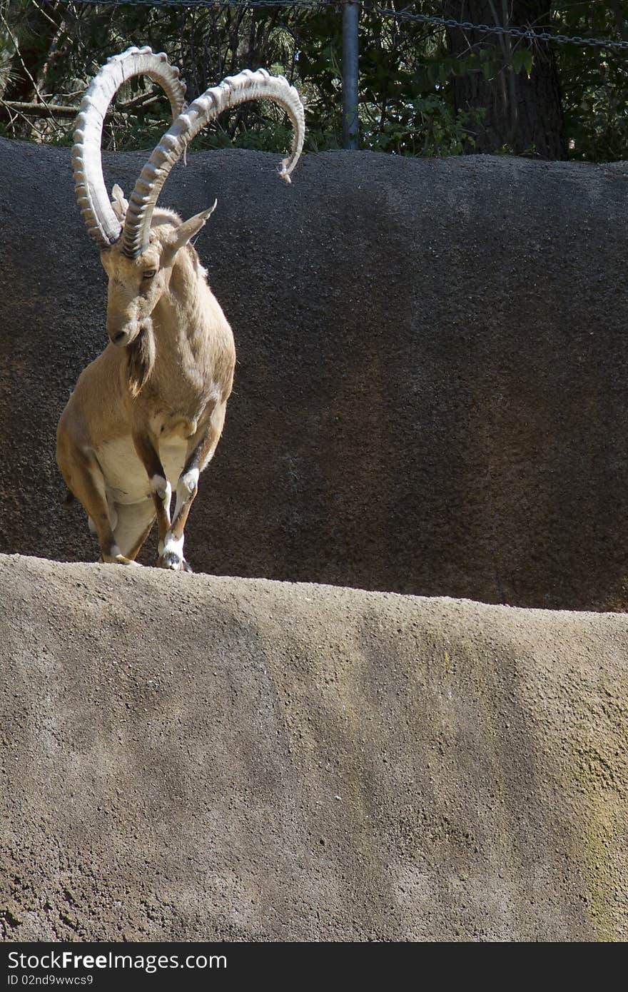 Nubian Ibex standing on the pinnacle of a cliff looking below. Nubian Ibex standing on the pinnacle of a cliff looking below.