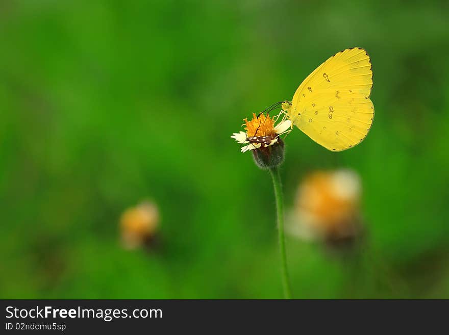 The Yellow Butterfly on flower with green background