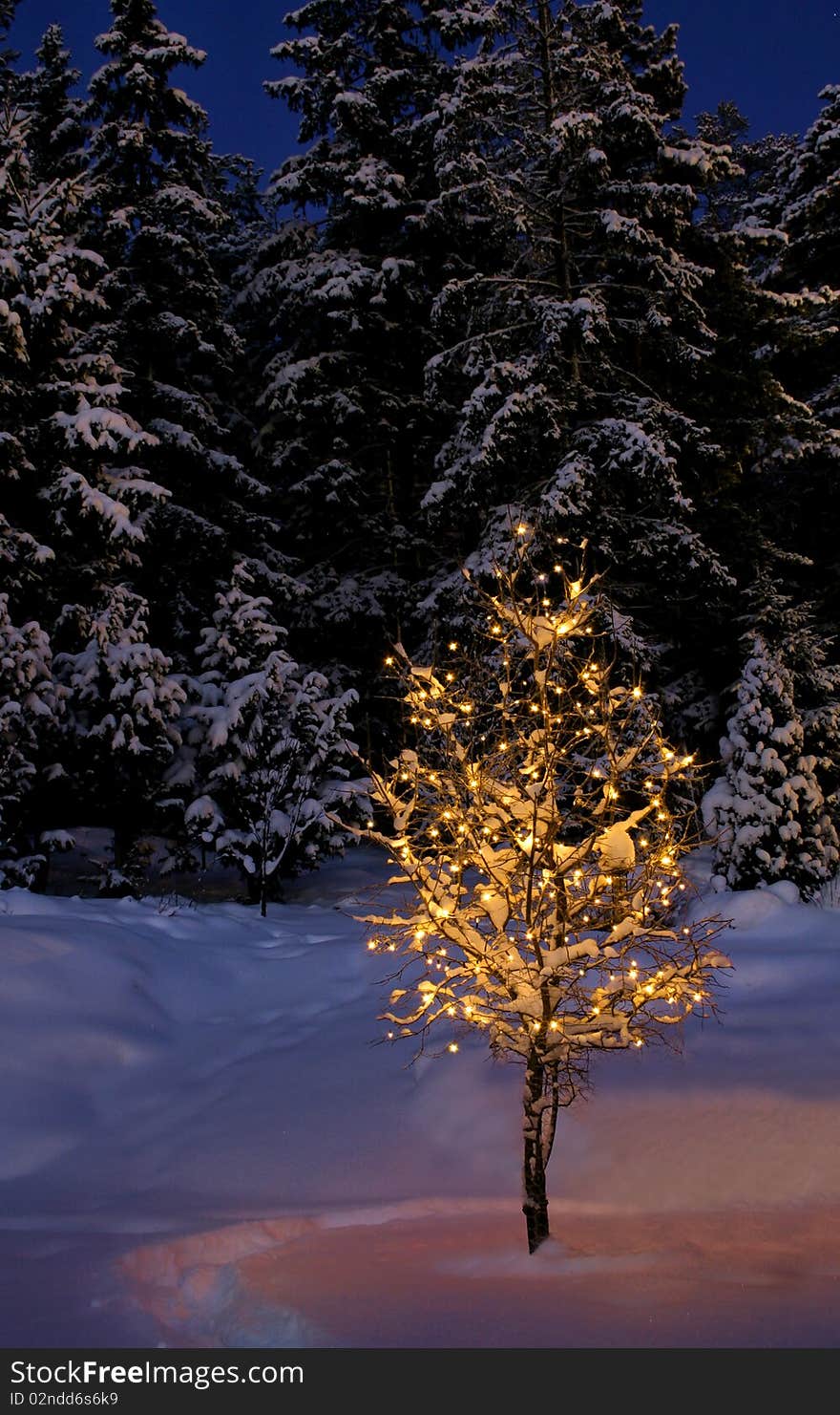 Illuminated small tree on snowy tranquil Christmas evening. Illuminated small tree on snowy tranquil Christmas evening