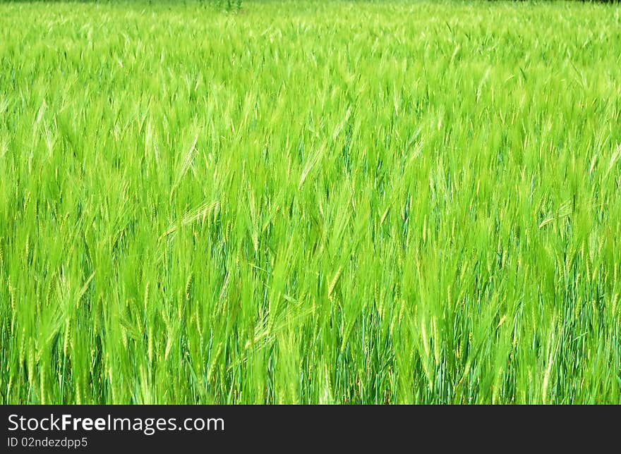 Young vegetation on a corn field