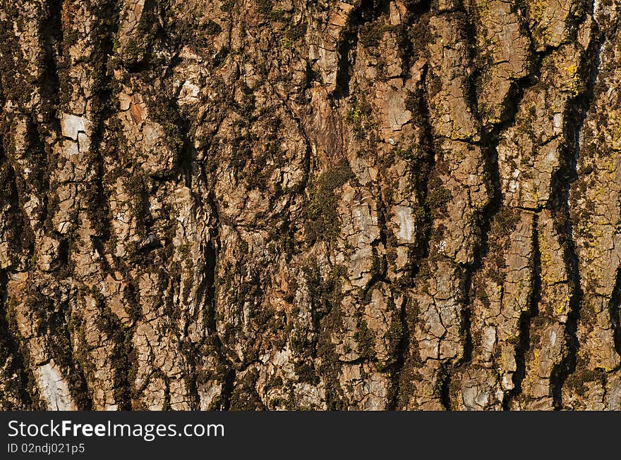 Close to a tree bark