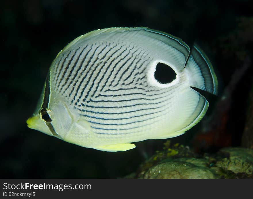 Butterflyfish