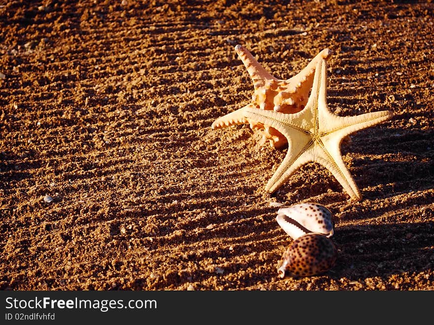 Starfishes and cockleshells on sand