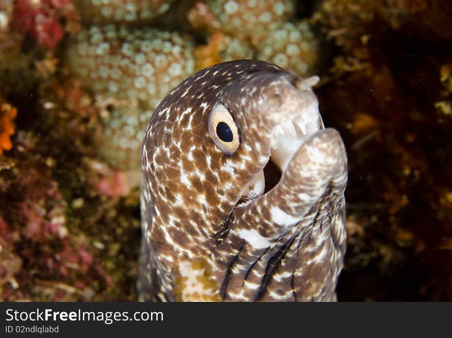 Spotted Moray Eel close-up