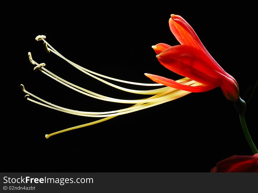 Flower of Eucrosia bicolor in the dark background