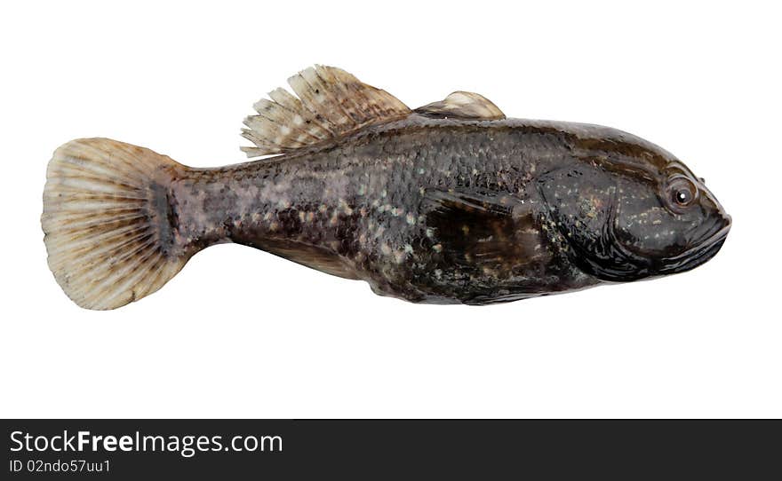 Predator freshwater fish. Chinese sleeper, Amur sleeper (Perccottus glenii) - freshwater fish of Odontobutidae family