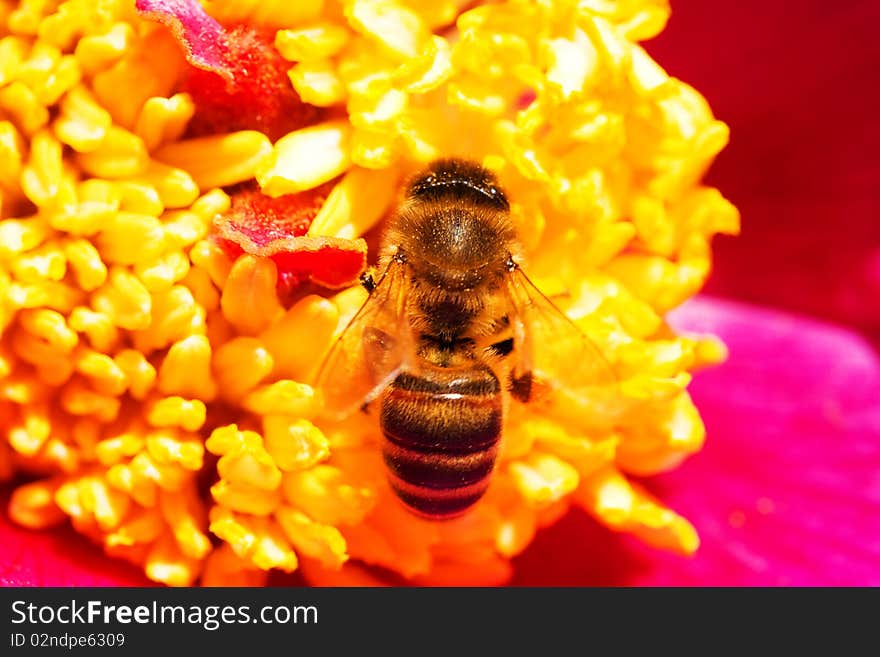 Bee on the flower