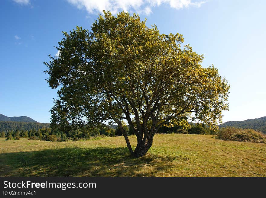 Landscape With Tree