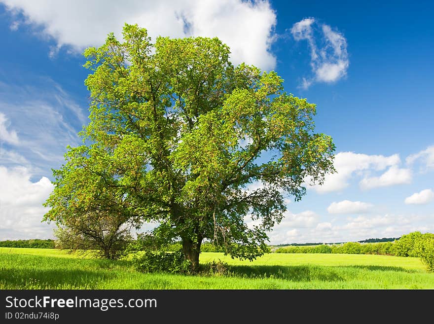 Landscape with lonely tree in the field