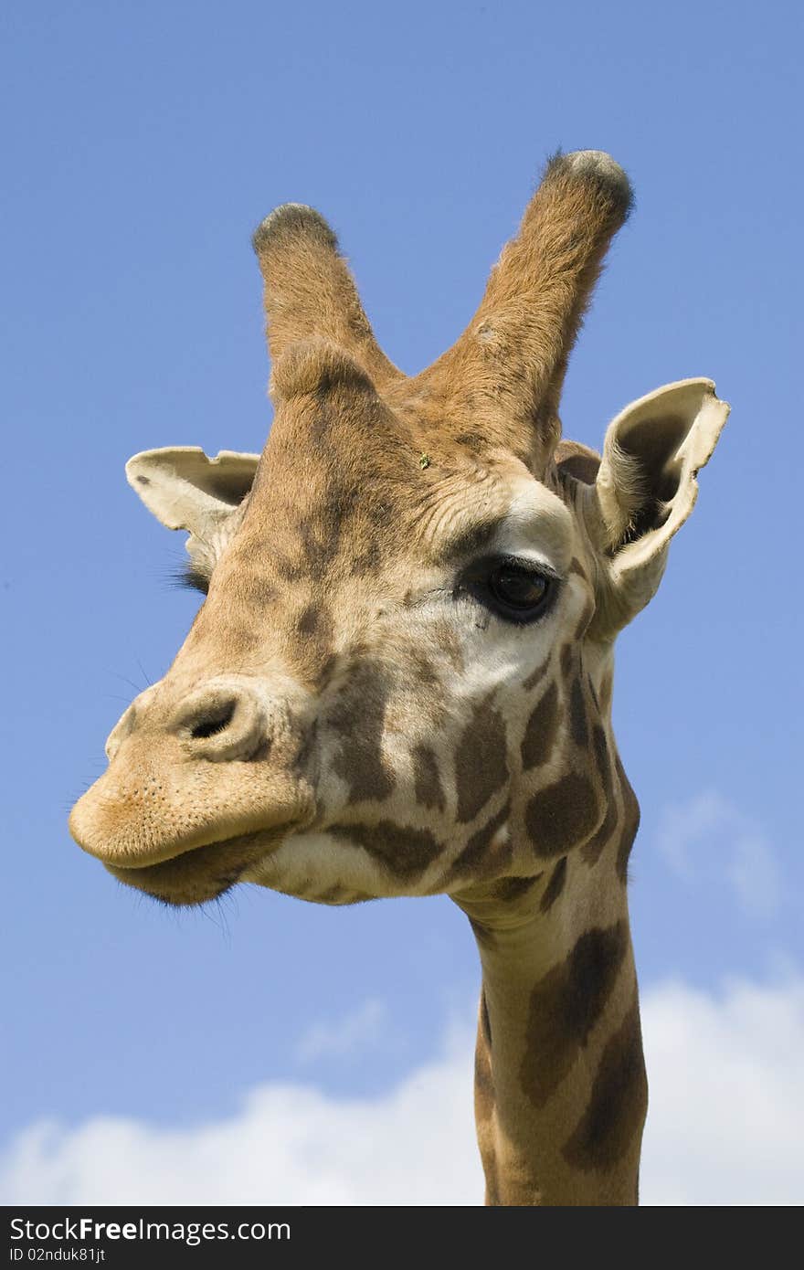 Giraffe head shot, Safari Zoo Park, Paris, France. Giraffe head shot, Safari Zoo Park, Paris, France