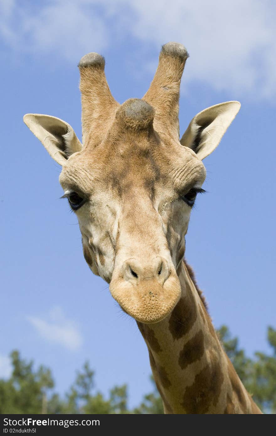 Giraffe head shot, Safari Zoo Park, Paris, France. Giraffe head shot, Safari Zoo Park, Paris, France