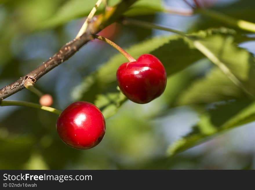 Pair of red cherry fruit on the tree.