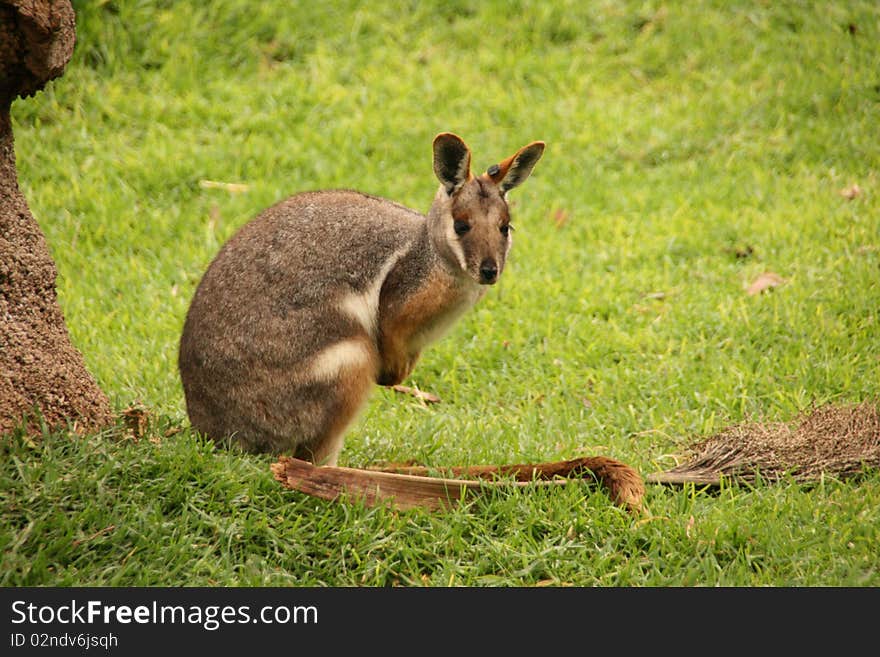 Picture of a wallaby in a park