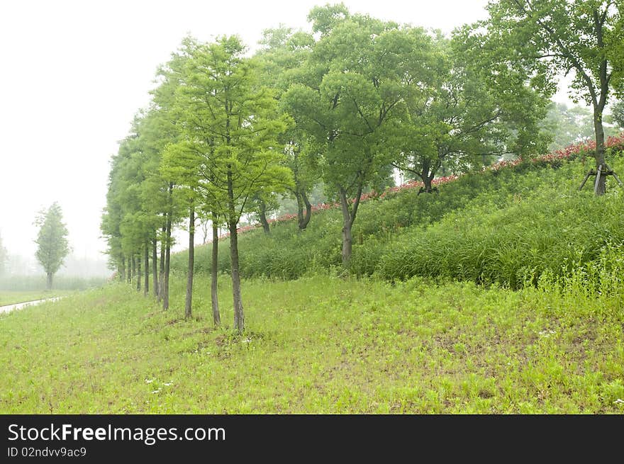 Metasequoia