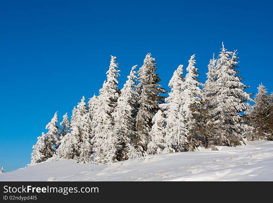 Winter tree in winter in snow daytime