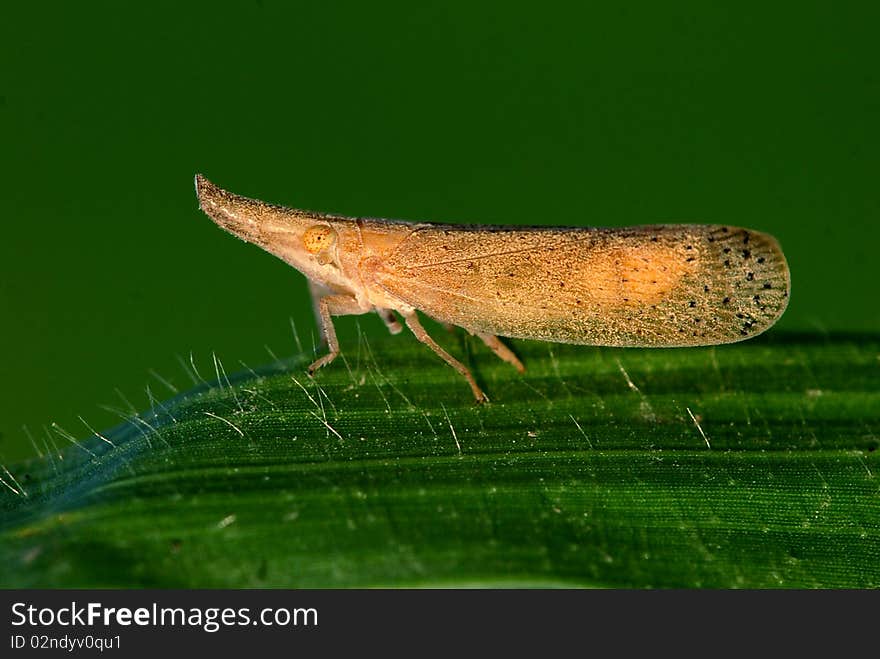 Beautiful insect setting on leaf