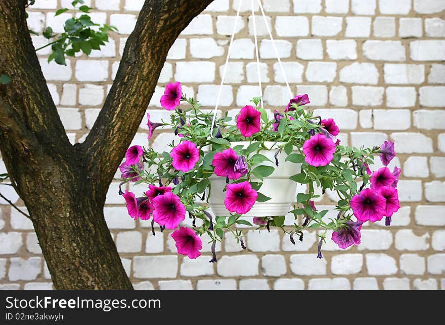 Garden flowers