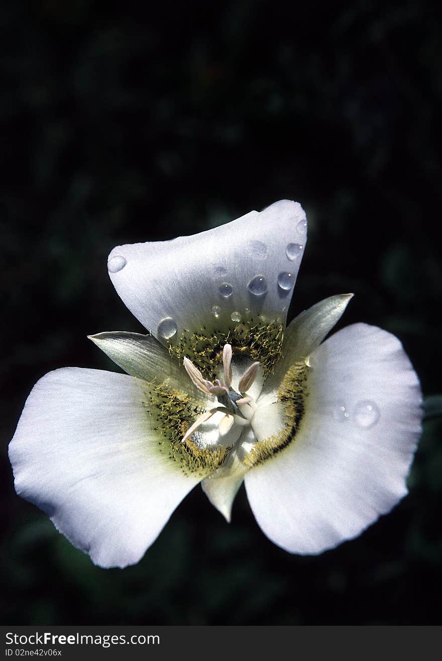 Flower detail on the black background. film grain visble