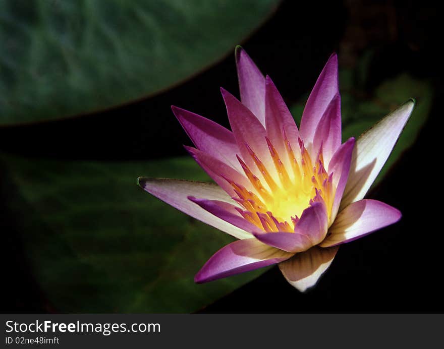 Lotus flower detail with leaf on the background. film grain visble