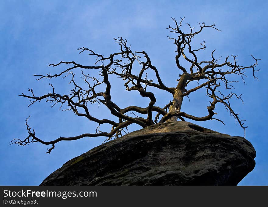 Old Tree On A Rock