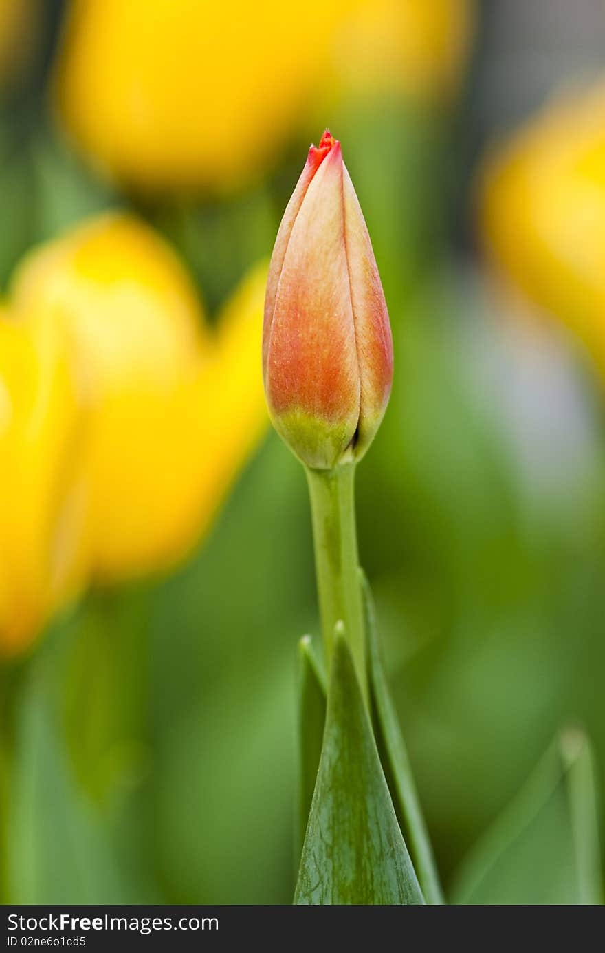 Tulip.