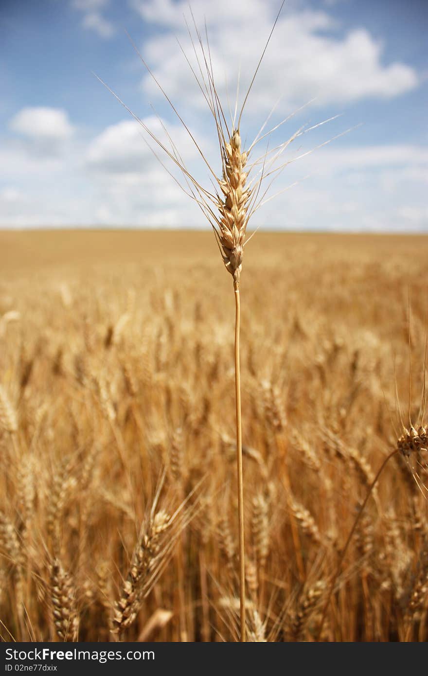 Cone of wheat against a wheaten field. On a background the dark blue sky and clouds. Cone of wheat against a wheaten field. On a background the dark blue sky and clouds.