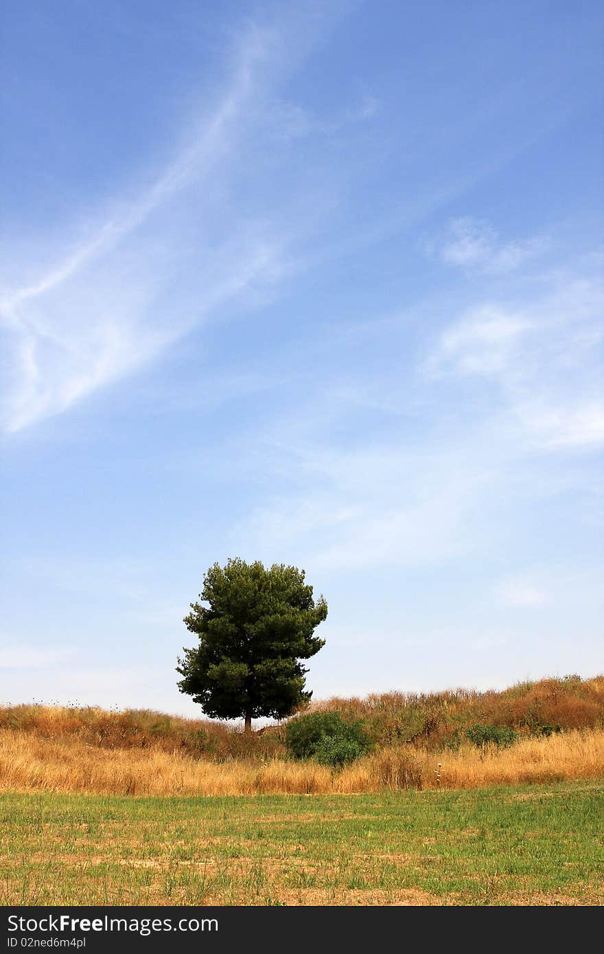 Landscape with the tree and blue sky