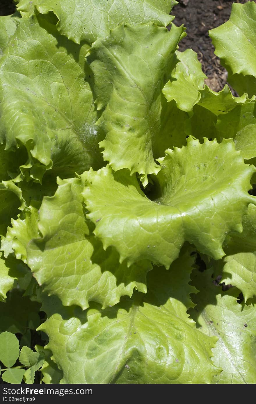 Green Salad