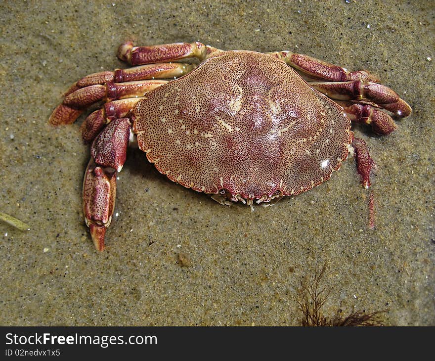 Crab in Aquinnah Beach, Martha's Vineyard