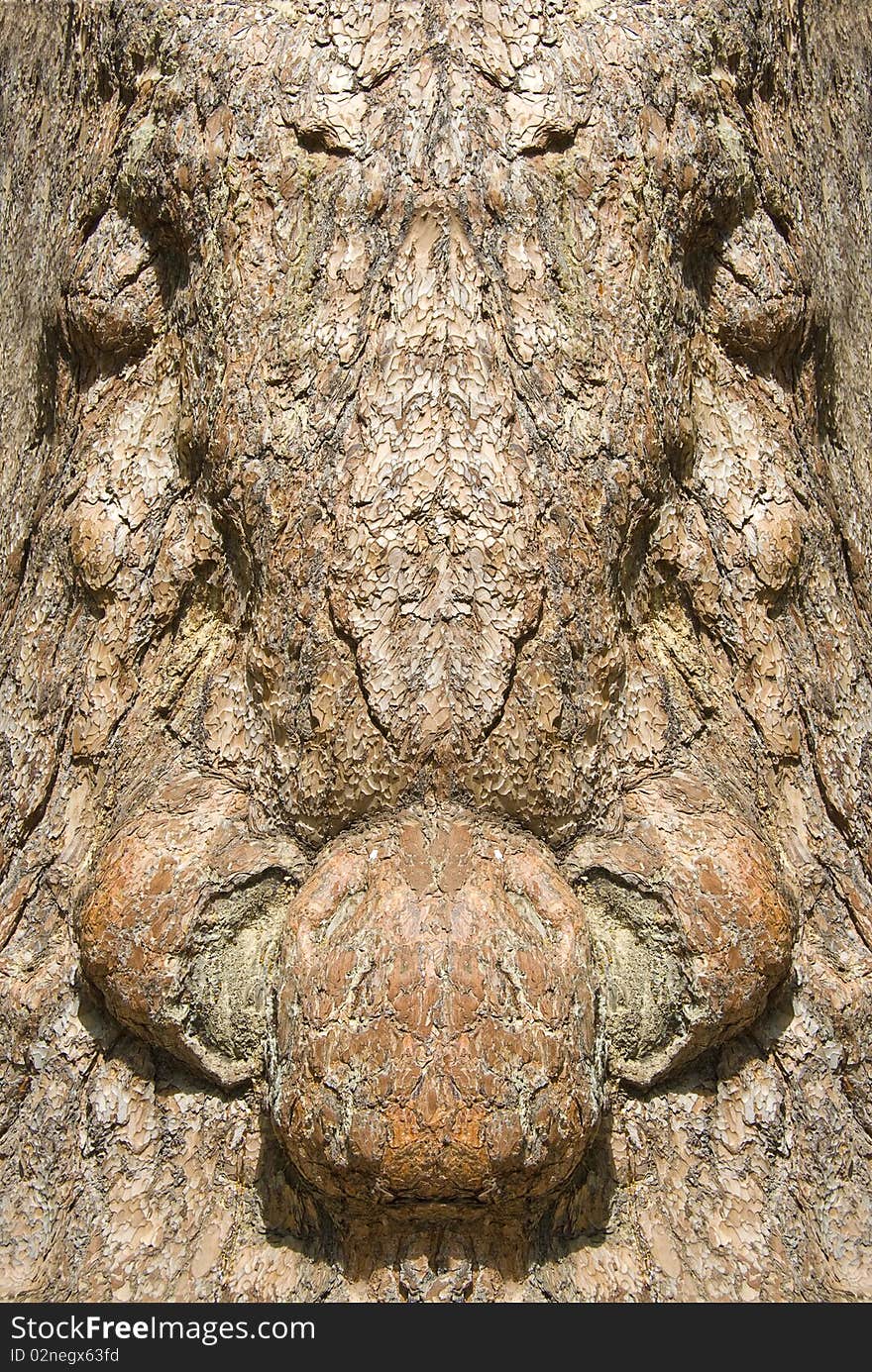 Symmetrical pine tree texture. Oldest tree in Europe. Symmetrical pine tree texture. Oldest tree in Europe.