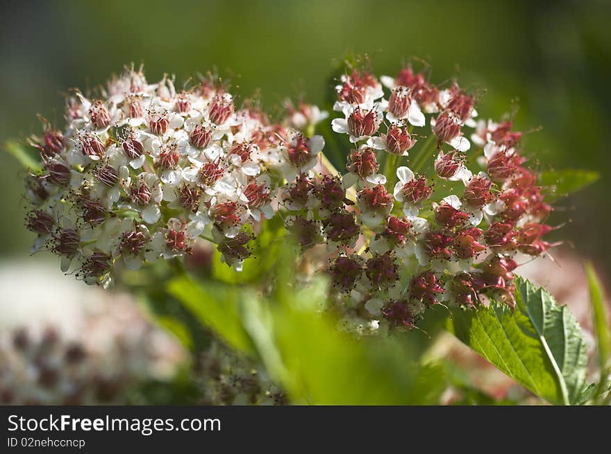 Snowball - Viburnum