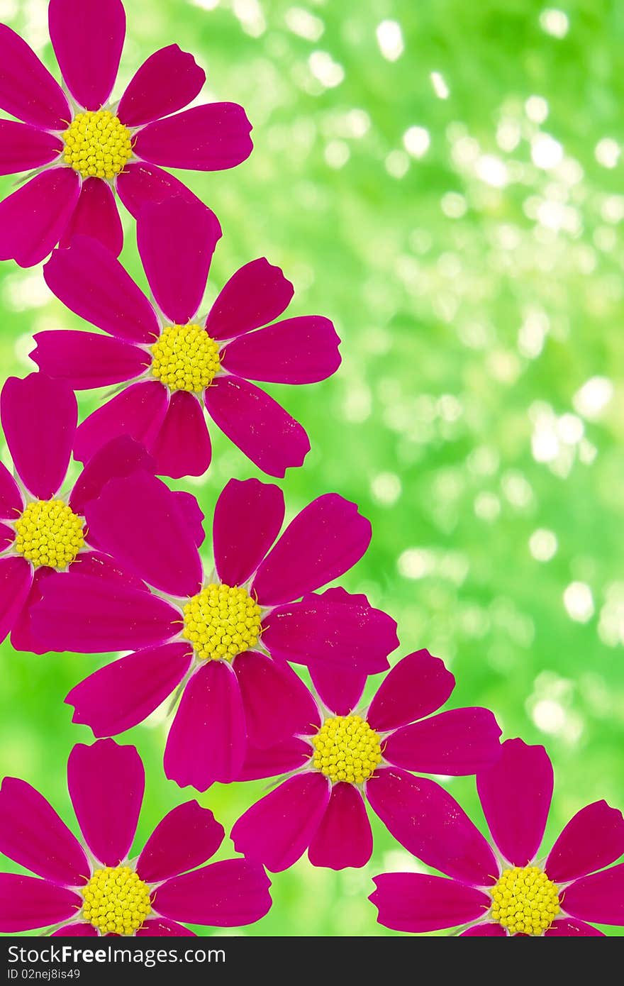 Flowers  camomiles  red  petals